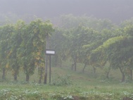 Vineyards in the Mist