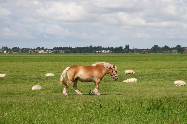 Horse at Farm