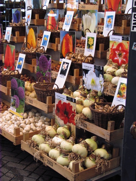 Bulbs