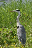 Heron