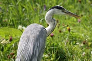 Heron