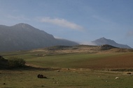 Campia
