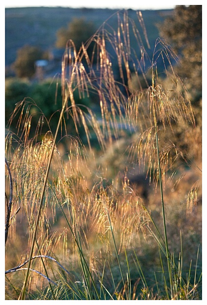 Luz de Atardecer
