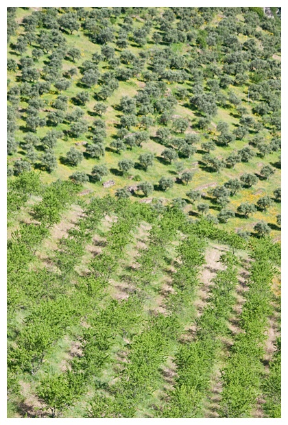 Almendros y Olivos