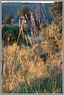 Luz de Atardecer