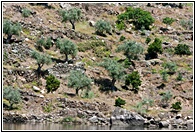Olivos y Frutales