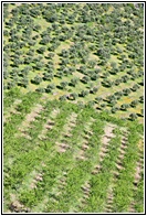 Almendros y Olivos
