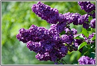 Lilas