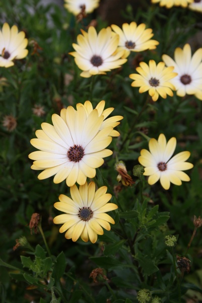 Flores de Ribadesella