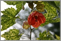 Flor