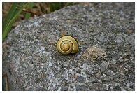 Caracol de Diseo
