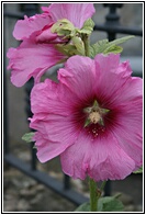 Flores Asturianas