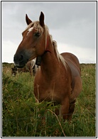 Caballo Asturiano