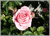 Rosa