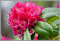Rododendro en Flor