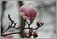 Magnolia