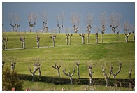 Jardines