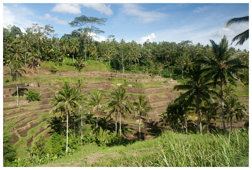 Paddy Field