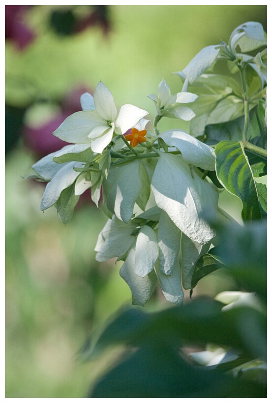 White Flower
