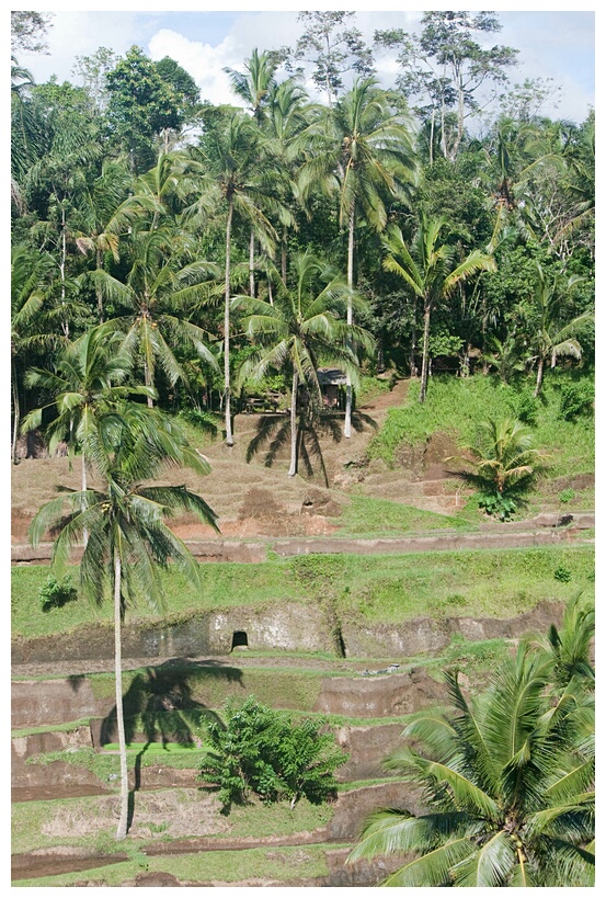 Rice Terraces