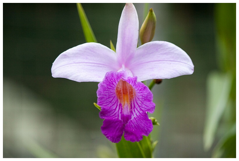 Botanic Gardens