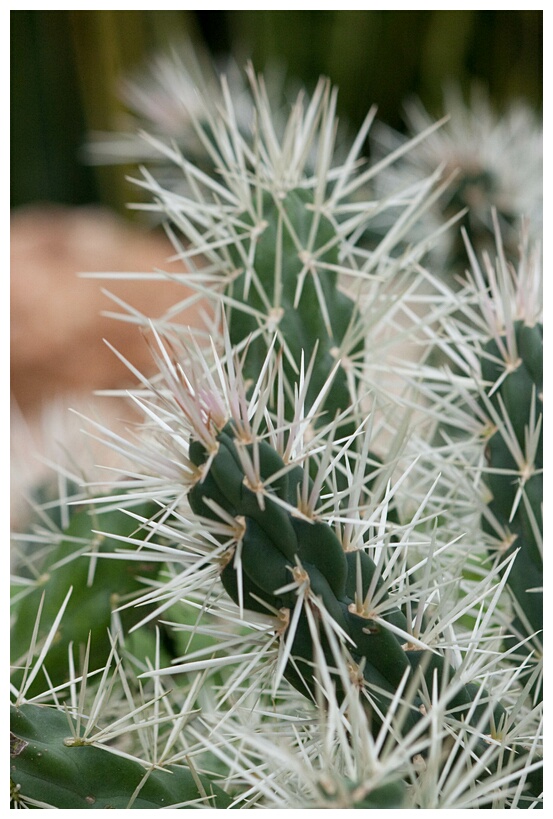 Catus