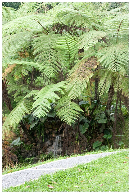 Fern Garden