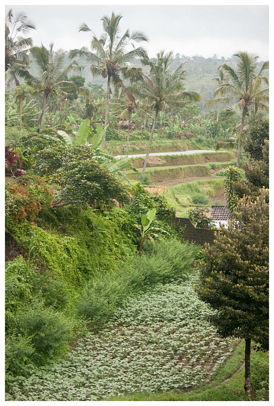 Green Valley