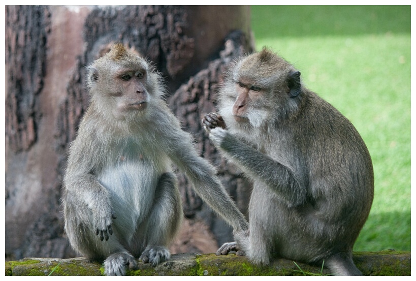 Macaques