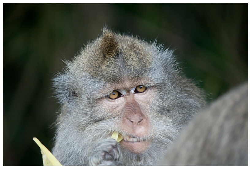 Crab-eating Macaque