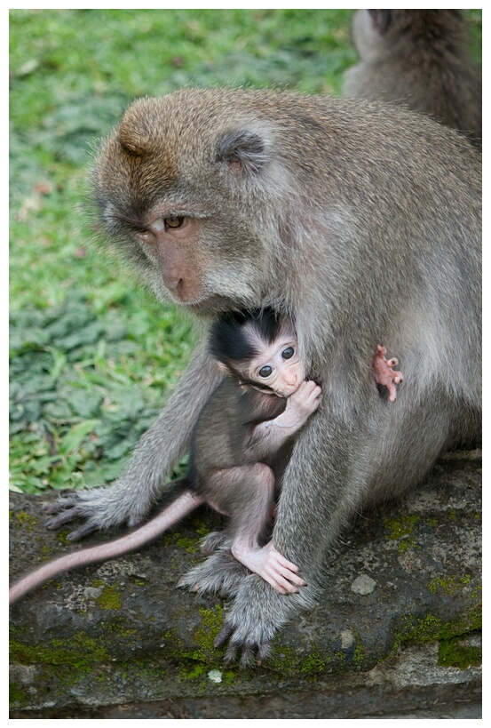 Monkeys