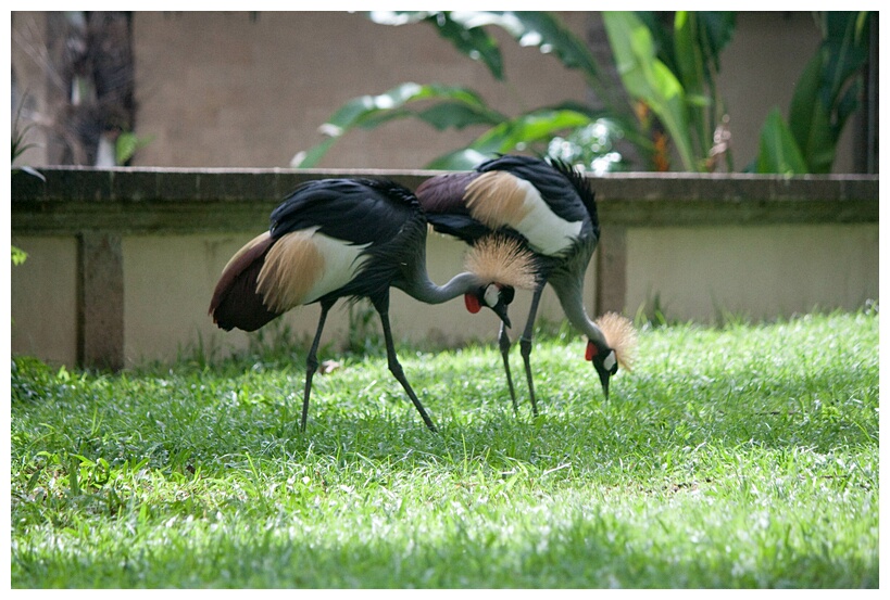 African Crowned Cranes