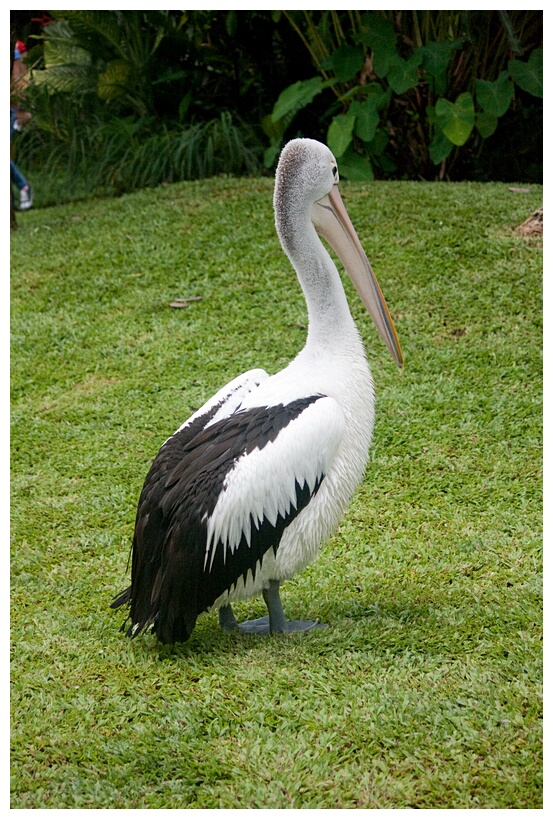 Australian Pelican
