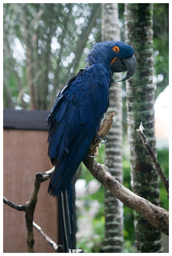 Hyacinth Macaw