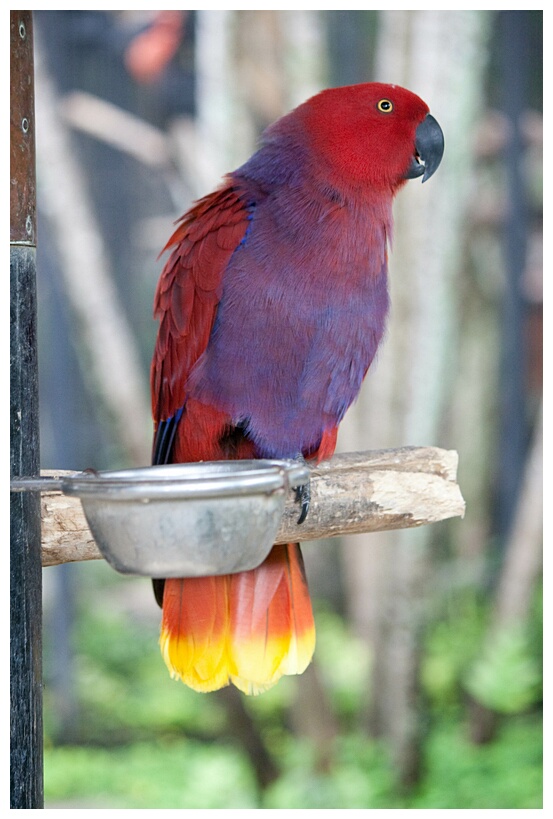 Exotic Bird