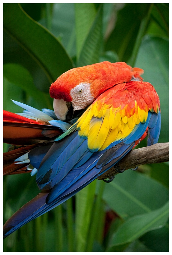 Scarlet Macaw