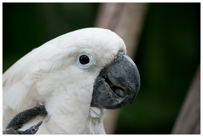 White Cockatoo