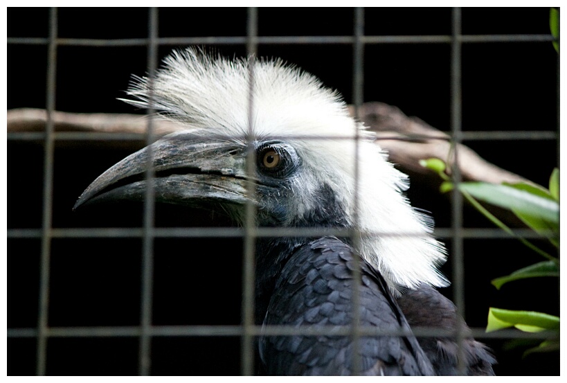 White-Crowned Hornbill