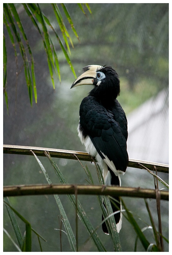 Oriental Pied Hornbill
