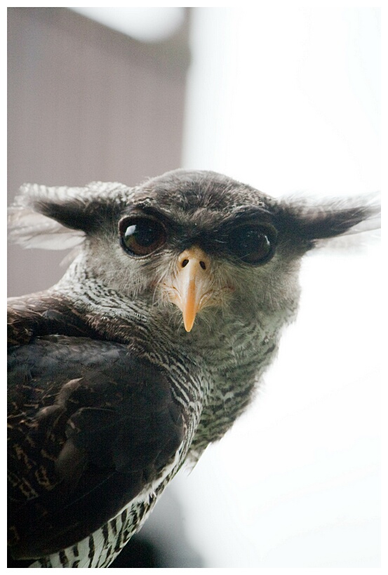 Barred Eagle Owl