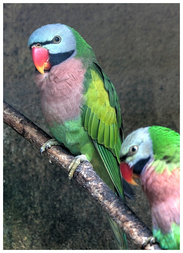 Moustached Parakeet