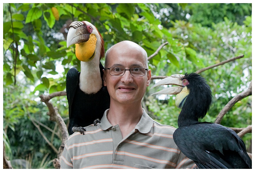 Wreathed Hornbills