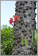 Balinese Tree