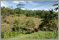 Paddy Field