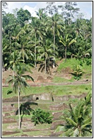 Rice Terraces