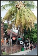 Kuta Street