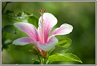 Hibiscus
