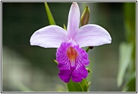 Botanic Gardens