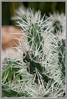 Catus