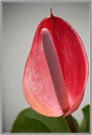 Anthurium